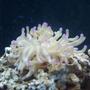 corals inverts - condylactis gigantea - condy anemone stocking in 65 gallons tank - purple tip haitian anamone