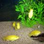freshwater fish - labidochromis caeruleus - electric yellow cichlid stocking in 55 gallons tank - My Cichlids