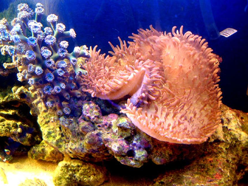 Rated #27: Corals Inverts - Heliofungia Actiniformis - Plate Coral, Long Tentacle Stocking In 75 Gallons Tank - My& a daisey fingers nenomy
