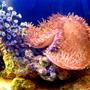 corals inverts - heliofungia actiniformis - plate coral, long tentacle stocking in 75 gallons tank - My& a daisey fingers nenomy