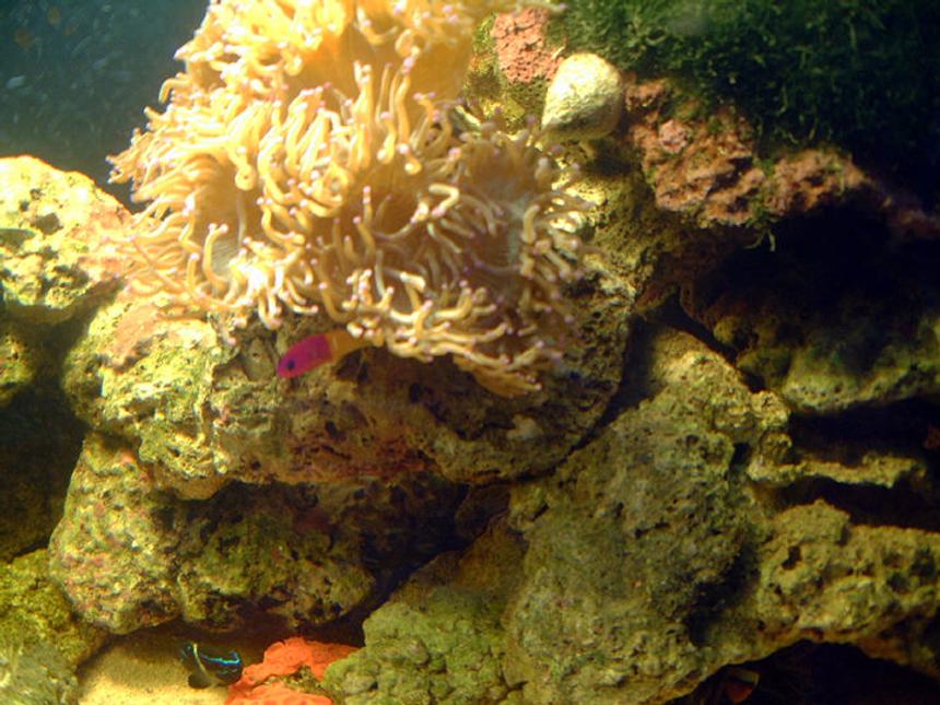 Rated #108: Saltwater Fish - Pictichromis Paccagnellae - Bicolor Dottyback Stocking In 75 Gallons Tank - one corner of tank