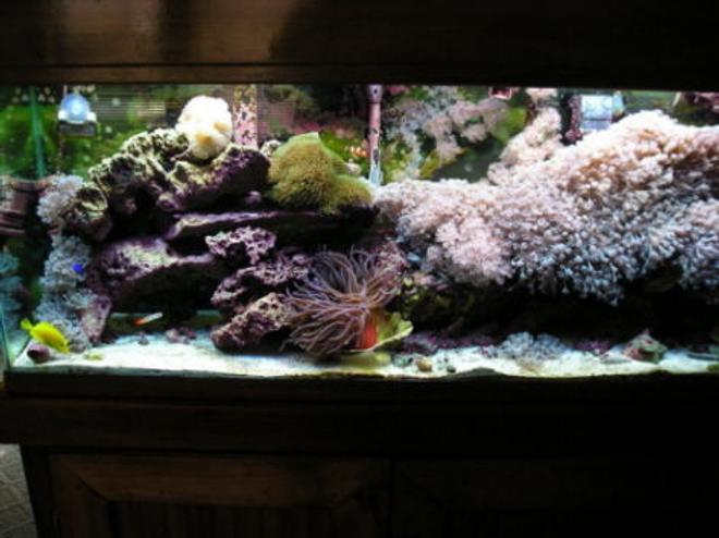 55 gallons reef tank (mostly live coral and fish) - my 55 reef