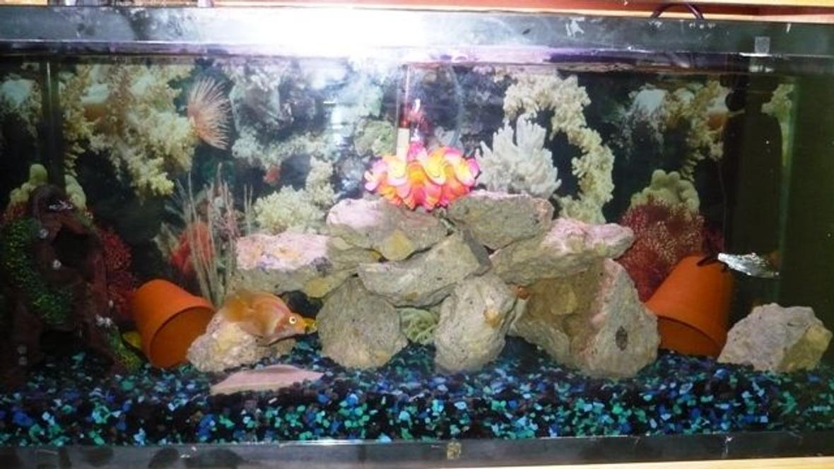 50 gallons freshwater fish tank (mostly fish and non-living decorations) - ..here is a picture of the tank's layout. I just finished re-scaping everything this past weekend..