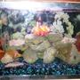50 gallons freshwater fish tank (mostly fish and non-living decorations) - ..here is a picture of the tank's layout. I just finished re-scaping everything this past weekend..