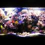 90 gallons reef tank (mostly live coral and fish) - New aquascaping, full tank