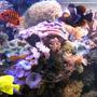 fish tank picture - corals