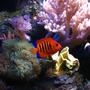 fish tank picture - corals