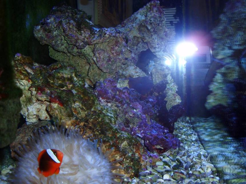 Rated #84: Corals Inverts Stocking In 39 Gallons Tank - Clown N Annemine