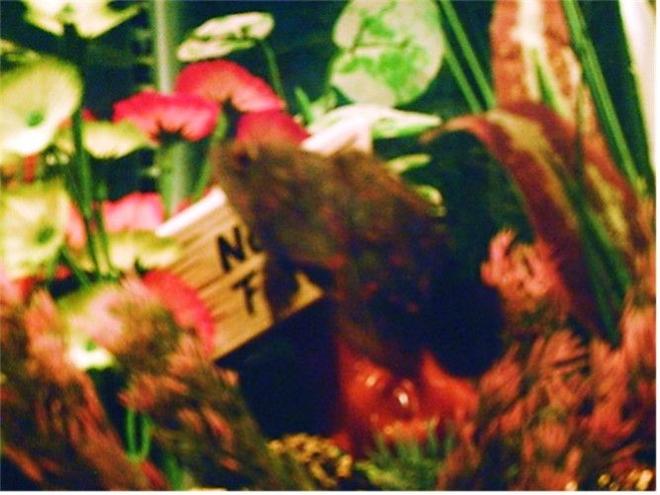 freshwater fish - astronotus ocellatus - tiger oscar stocking in 10 gallons tank - THE OSCAR