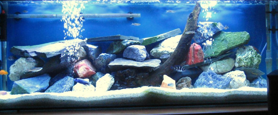40 gallons freshwater fish tank (mostly fish and non-living decorations) - My Baby.