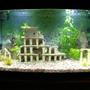 35 gallons freshwater fish tank (mostly fish and non-living decorations) - My new freshwater tropical aquarium with live plants and roman ruins. Will get more plants and fish when the tank has cycled a bit more.