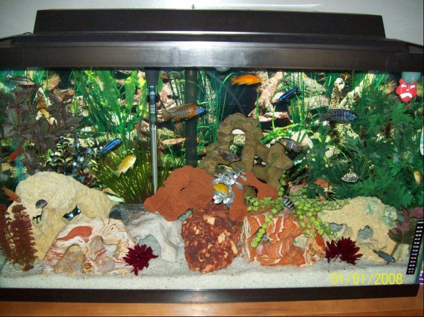 Rated #2452: 40 Gallons Freshwater Fish Tank - 40 Gallon African Cichlids