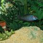 fish tank picture - Haplocromis Moori