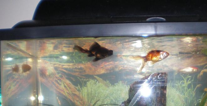 freshwater fish - carassius auratus - fantail goldfish stocking in 10 gallons tank - This is a really old picture so there's only 4 of the 
19 fish in it because I had to make it smaller and in the picture i hadn't gotten Becon and Mugsy yet.