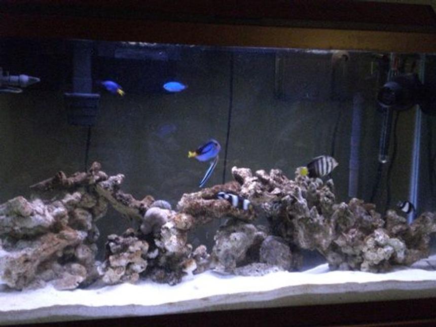 Rated #34: 38 Gallons Saltwater Fish Tank - Saltwater Tank