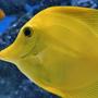 saltwater fish - zebrasoma flavescens - yellow tang - hawaii stocking in 60 gallons tank - Yellow Tang