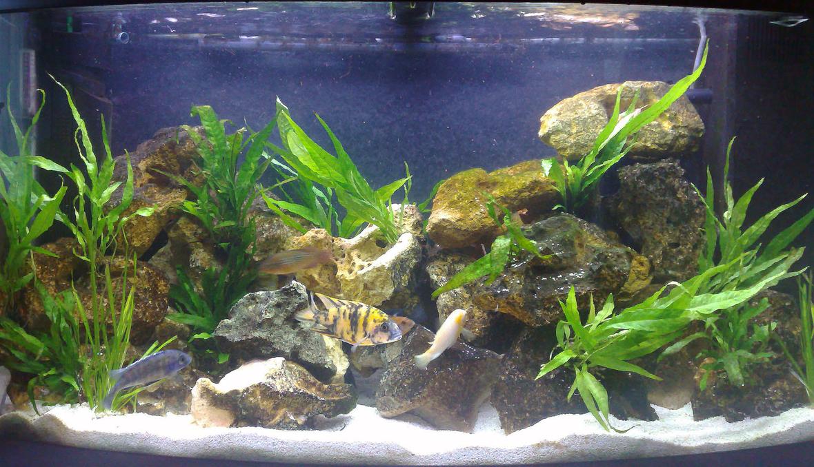 46 gallons freshwater fish tank (mostly fish and non-living decorations) - 180L bowfront, mixed rift lake african running for 1 year now; tufa rock, all real plants (lots of java fern, some vallis), crushed coral substrate