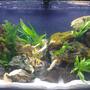 46 gallons freshwater fish tank (mostly fish and non-living decorations) - 180L bowfront, mixed rift lake african running for 1 year now; tufa rock, all real plants (lots of java fern, some vallis), crushed coral substrate