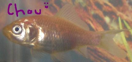 freshwater fish - carassius auratus - goldfish stocking in 10 gallons tank - This is my common Goldfish Chou(French, pronounced shoe)