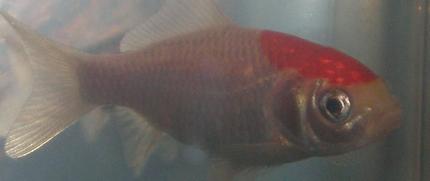 freshwater fish - carassius auratus - fantail goldfish stocking in 10 gallons tank - This is my common Goldfish Dartez.