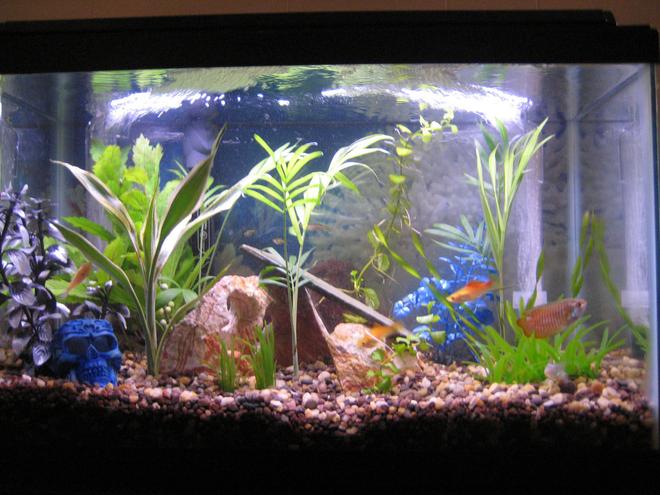 10 gallons freshwater fish tank (mostly fish and non-living decorations) - My 10 Gallon.