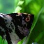 freshwater fish - pterophyllum sp. - koi angel stocking in 20 gallons tank - My angel up close