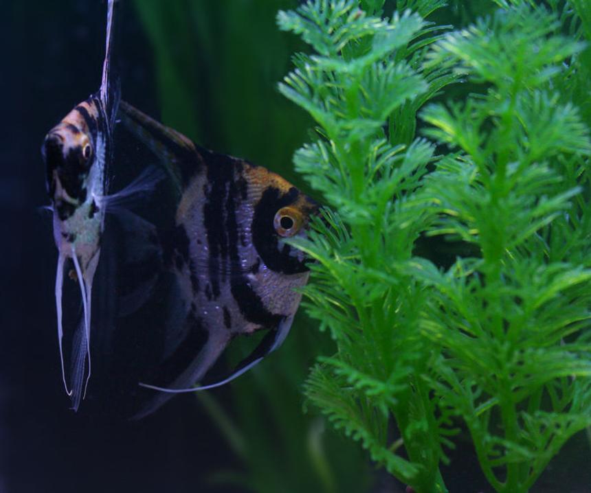 Rated #408: Freshwater Fish - Pterophyllum Sp. - Koi Angel Stocking In 20 Gallons Tank - My two angelfish, one's a little shy