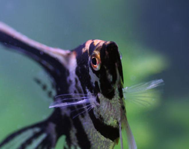 freshwater fish - pterophyllum sp. - koi angel stocking in 20 gallons tank - My angel dancing