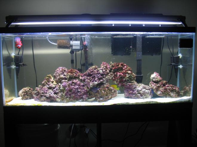55 gallons saltwater fish tank (mostly fish, little/no live coral) - 55 Gallon Saltwater Tank