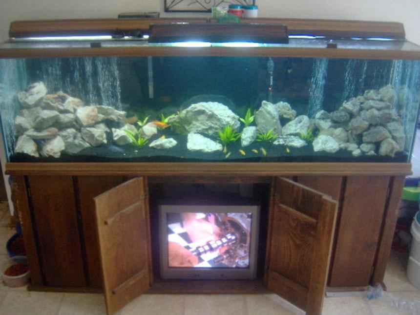 Rated #1445: 125 Gallons Freshwater Fish Tank - Malawi Tank