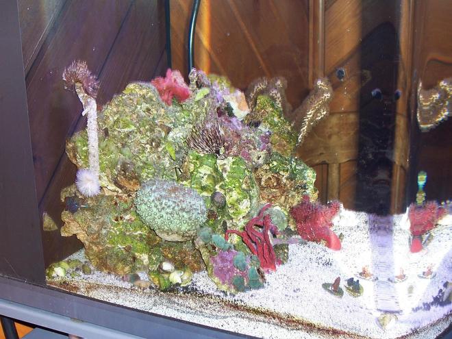 28 gallons reef tank (mostly live coral and fish) - updated pics