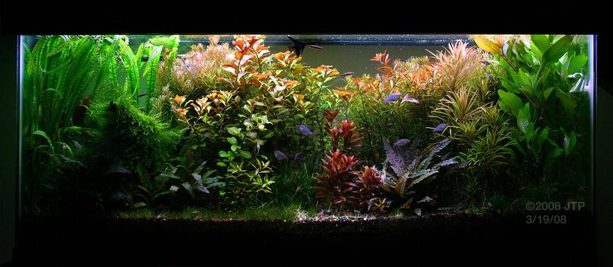 Rated #9: 55 Gallons Planted Tank - 55G High-Tech Tank 3/19/08 4 months after setup(1st planted tank)