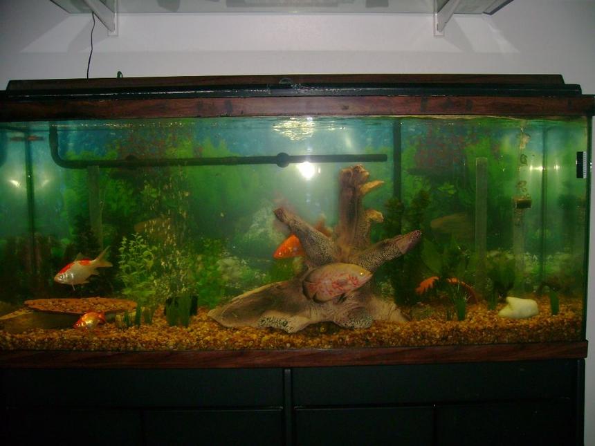 Rated #3706: 55 Gallons Freshwater Fish Tank - 55 gal tank