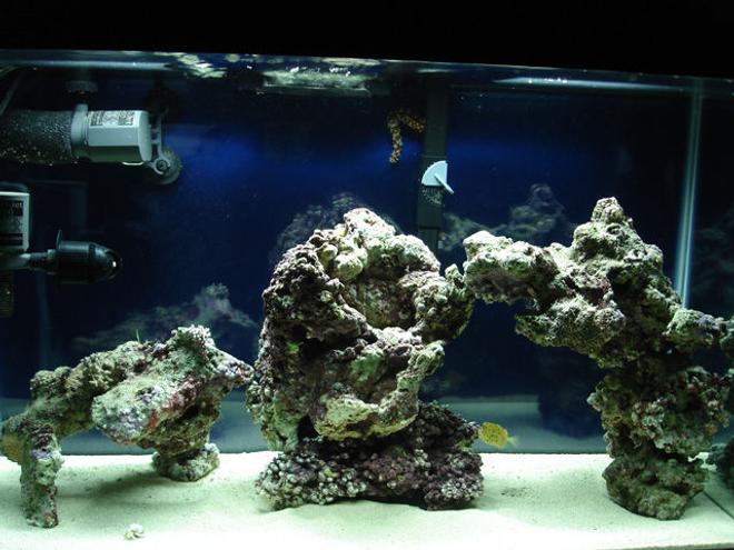 29 gallons saltwater fish tank (mostly fish, little/no live coral) - 29 Gallon Marine