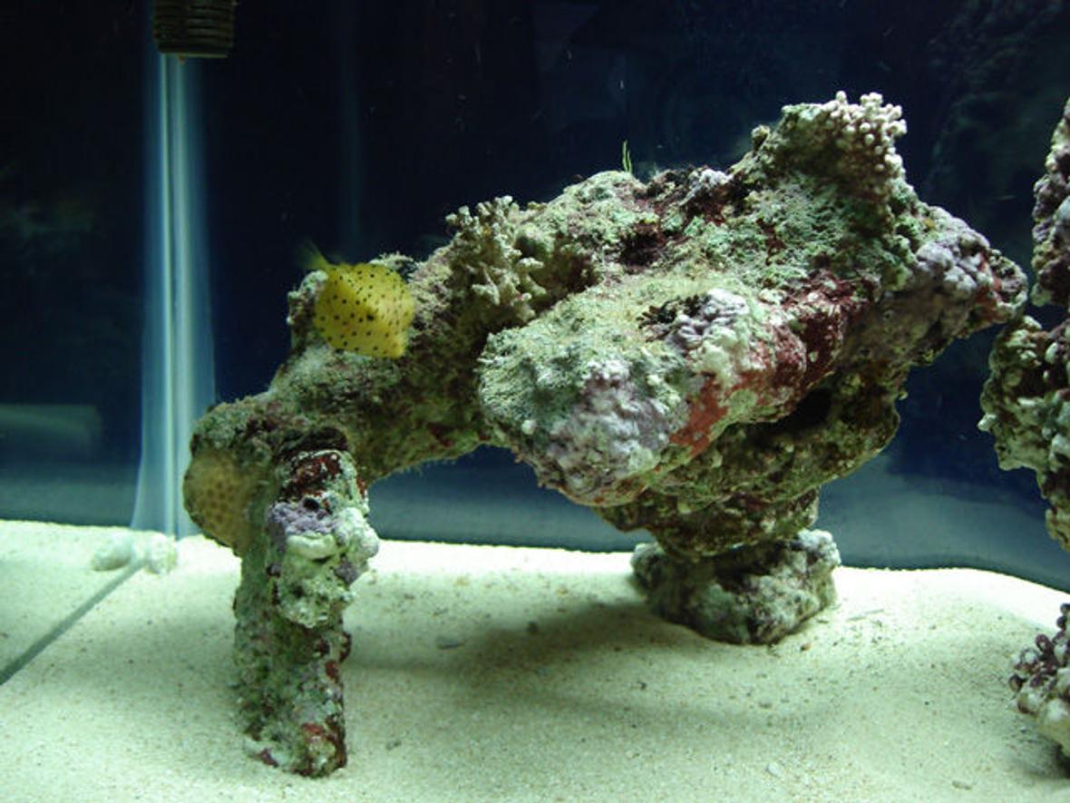 fish tank picture - Yellow box fish, swimming around one of my prized cave look a like live rock.