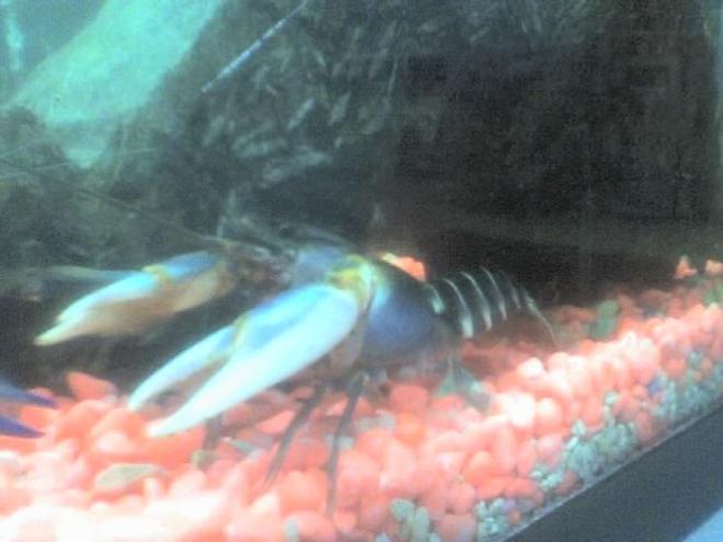 corals inverts - cherax sp. - tiger lobster stocking in 30 gallons tank - my blue tiger lobster..taken with a 1.2 megapixel phone...
