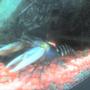 corals inverts - cherax sp. - tiger lobster stocking in 30 gallons tank - my blue tiger lobster..taken with a 1.2 megapixel phone...