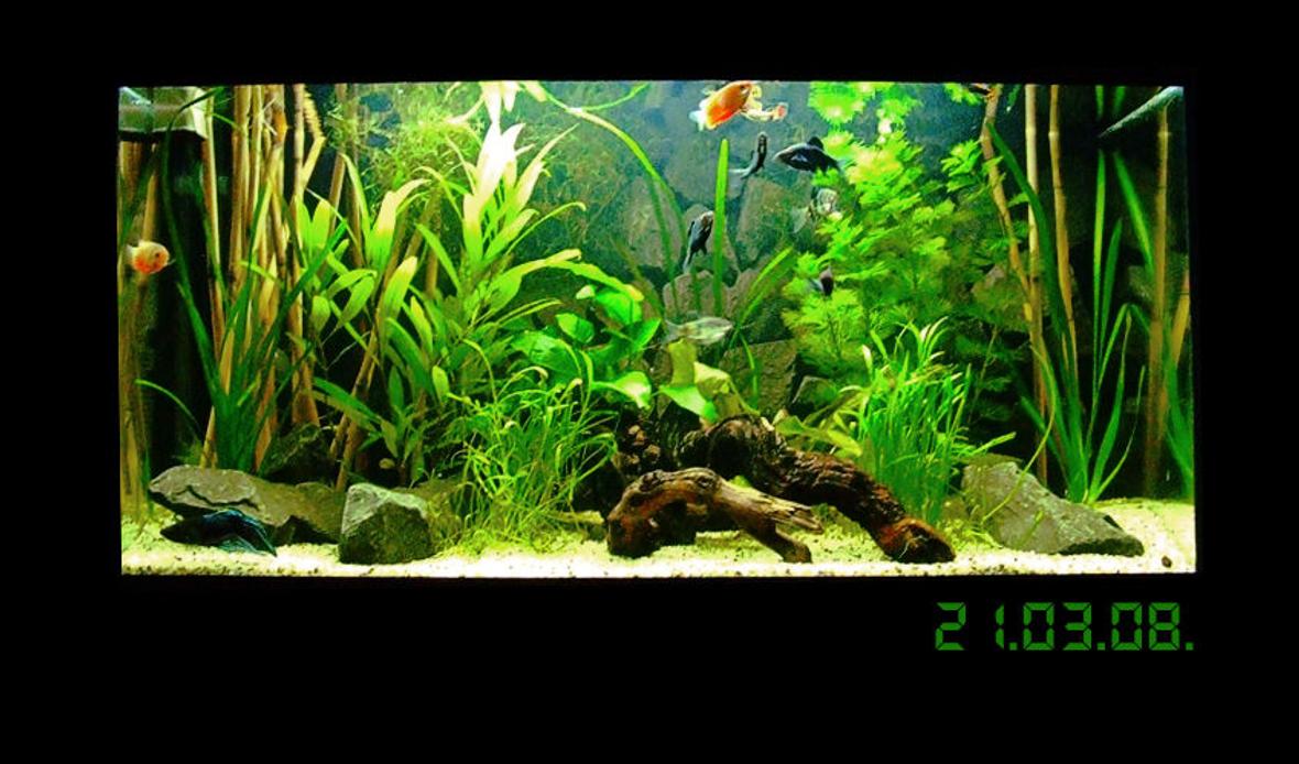 14 gallons planted tank (mostly live plants and fish) - New setup