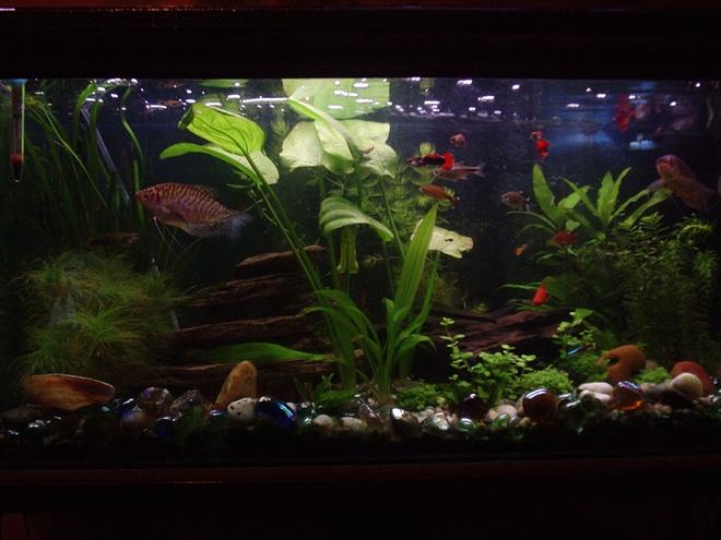 freshwater fish - trichogaster trichopterus - opaline gourami stocking in 20 gallons tank - My planted community tank