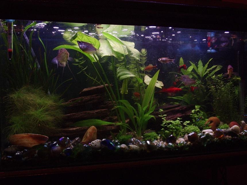Rated #1535: 20 Gallons Planted Tank - My Community tank