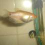 freshwater fish - trichogaster trichopterus - gold gourami stocking in 70 gallons tank - gourami