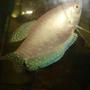 freshwater fish - trichogaster trichopterus - blue gourami stocking in 70 gallons tank - gourami