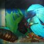 freshwater fish - betta splendens - betta - male stocking in 70 gallons tank - betta 2