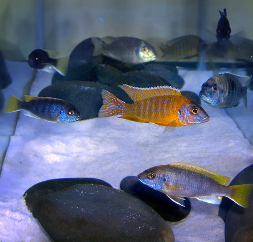 Rated #44: Freshwater Fish - Aulonocara Rubescens - Ruby Red Peacock Stocking In 40 Gallons Tank - Occupants of 40 gallon long Malawi setup.