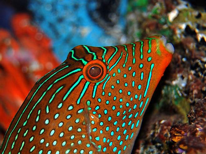 saltwater fish - canthigaster janthinoptera - honeycomb puffer stocking in 135 gallons tank