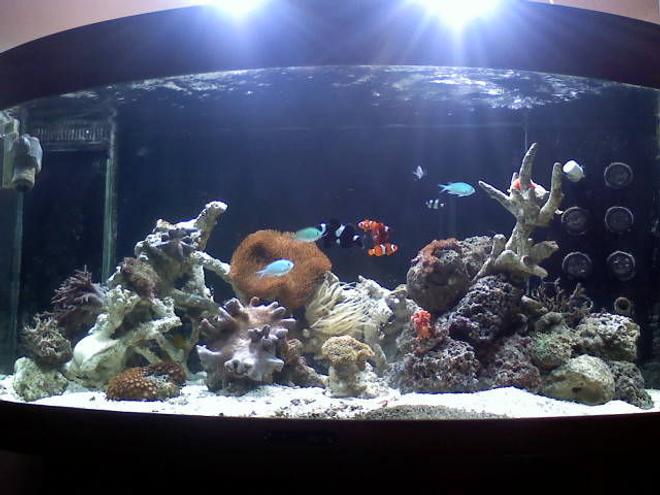 100 gallons reef tank (mostly live coral and fish) - coral
