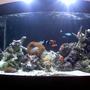 100 gallons reef tank (mostly live coral and fish) - coral