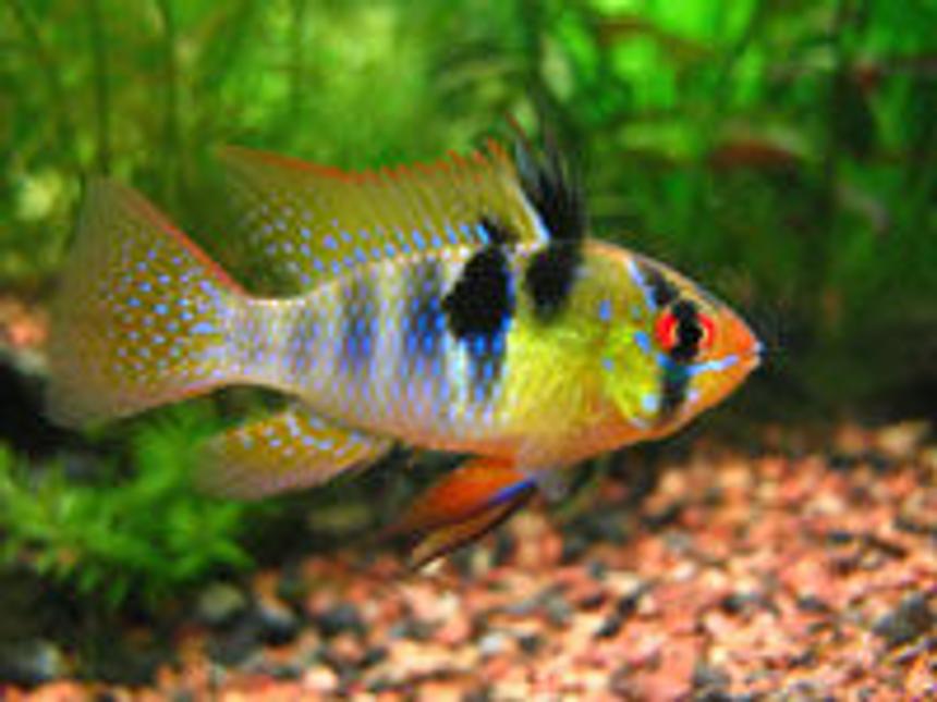 Rated #961: Freshwater Fish - Papiliochromis Ramirezi - German Blue Ram Stocking In 10 Gallons Tank - german ram