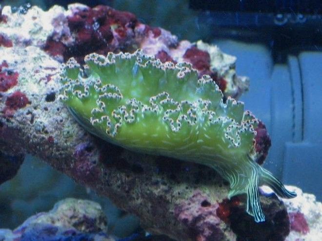 corals inverts - tridachia crispata - lettuce sea slug (nudibranch) stocking in 75 gallons tank - My lettuce nudibranch