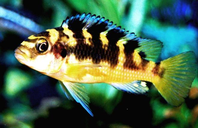 freshwater fish - pseudotropheus crabro - bumblebee cichlid stocking in 20 gallons tank - My Bumblebee Cichlid